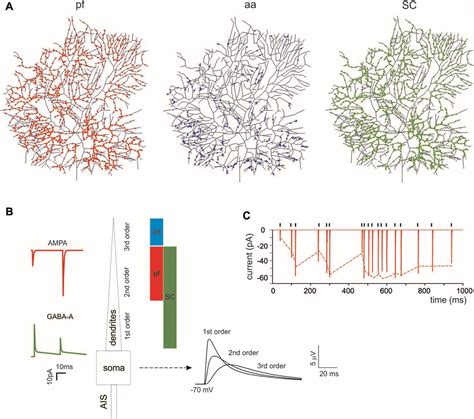 Frontiers Synaptic Activation Of A Detailed Purkinje Cell Model