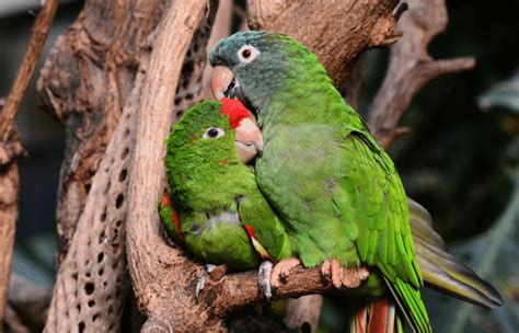 Serviço de Atendimento a Animais Silvestres da FURB atende mais de 1