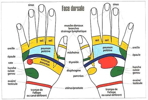 Réflexologie des mains stimulations des points réflexes de la main