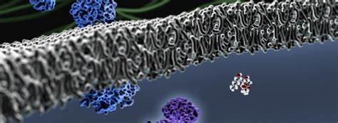 How to Make Lipid Bilayers - Bitesize Bio