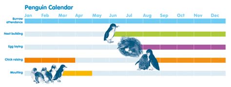 Little Penguins Little Penguins