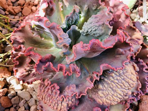 Ruffled Red Echeveria Echeveria Cactus And Succulents Succulents