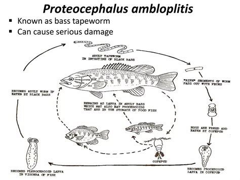 Life Cycle Of Protozoan Parasite Ppt