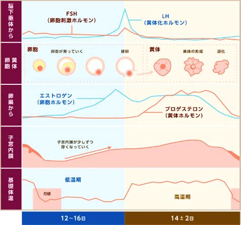 ホルモンって何？ エストロゲンとプロゲステロン ｜おちまさゆき 正しい知識で正しい妊活を