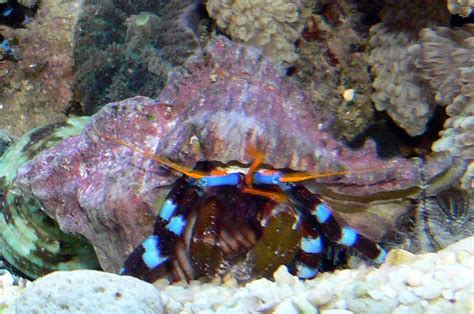 All You Need To Know About Electric Blue Hermit Crab TROPICAL FISH