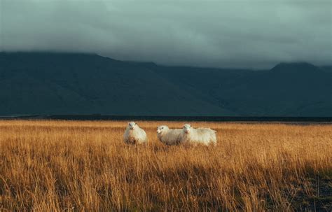 Iceland Northern Light Frequently Asked Questions answered