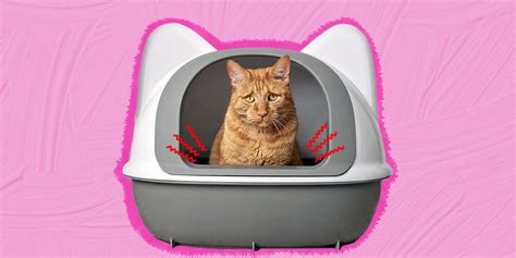 Urinary Tract Infection In Cats: Causes, Symptoms And Treatment ...