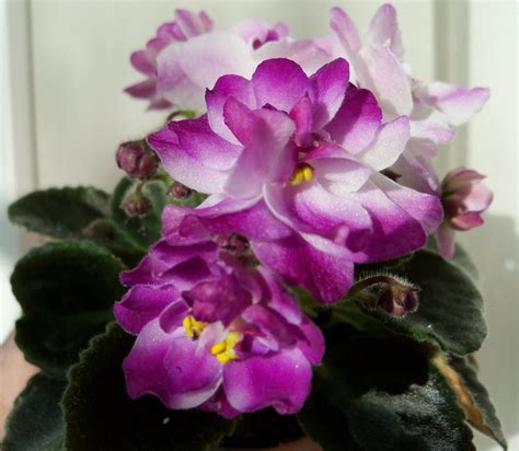 Mini African Violet CК Тропиканка African Violets African Flowers