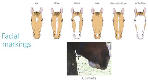 Equine facial markings – Telegraph