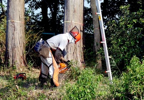 特殊伐採・伐採・剪定の違い 山梨県で特殊伐採ならツリーワークミヤジ