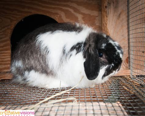 American Fuzzy Lop Buck for Sale in MA | USA Rabbit Breeders