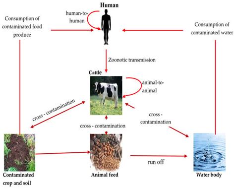 Foods Free Full Text Safety Properties Of Escherichia Coli O157h7