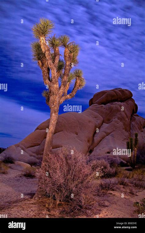 Light Painting Of Joshua Tree Under Full Moon Jumbo Rocks Area Joshua