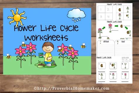 {FREE} Flower Life Cycle Printables - Proverbial Homemaker