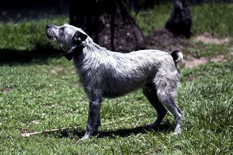 Australian Stumpy Tail Cattle Dog - Puppies, Rescue, Pictures, Information, Temperament ...