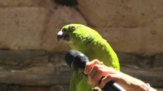 Lankavet Unbelievable Singing Parrot