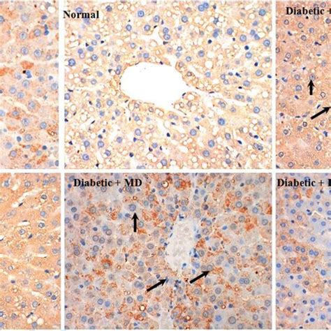 Representative Photomicrographs Of Liver Histopathology Liver Of Rat