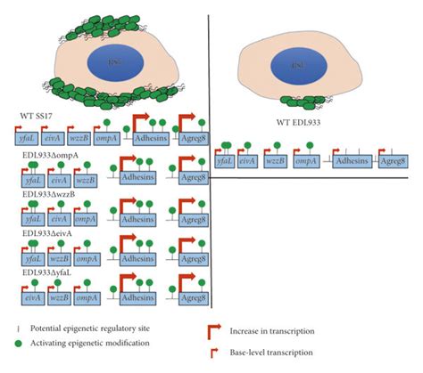 Proposed Models Driving Ss Rse Adherence Phenotypes Based On Our Data