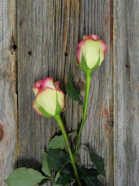 Wholesale Prime Time Bi Color Whitehot Pinkgreen Roses Delivered