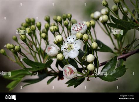 Hawthorn Crataegus Hawthorn Quickthorn Thornapple May Tree