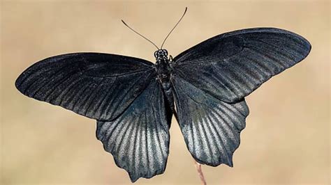 Qué significa que aparezca una mariposa negra en tu casa