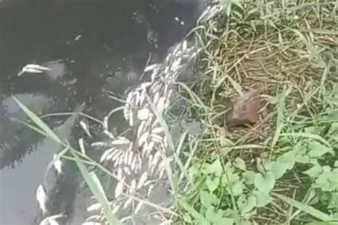 Ribuan Ikan Mati Di Sungai Kuning Tembus Ke Danau Eceng Gondok Tambusai