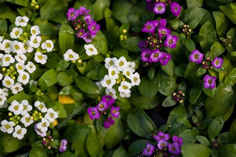 Primer Plano De Bonitas Flores De Alyssum Rosadas Blancas Y P Rpuras