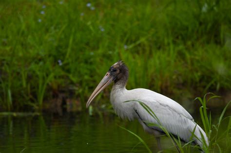 Bird Photography - Michigan Roots Birding