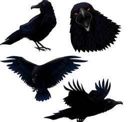 Raven Vector for Free Download | FreeImages