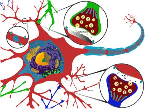 Diagram Of The Subsynaptic Localization Of Cav3 1 Labeling In Thalamic