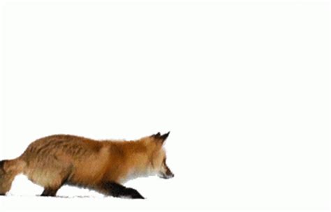 Fox Playing In Snow Jumping GIF - FoxPlayingInSnow Jumping Fox - Discover & Share GIFs