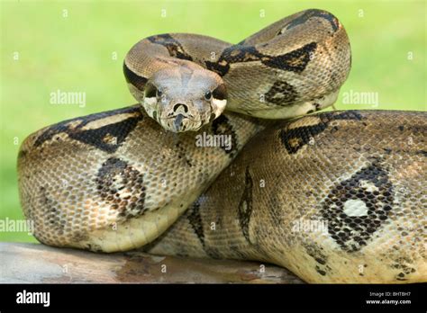 boa constrictor boa constrictor stock photo alamy
