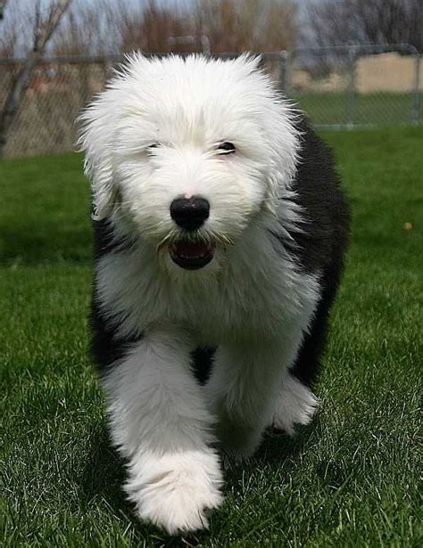 Old English Sheepdog Puppy Animals Pinterest