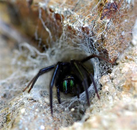 Tube Web Spider Segestria Florentina Mark Pajak Flickr