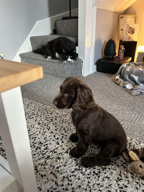 New pup! She is a lot but I’m obsessed w/ her. The cat.. not so much. : r/cockerspaniel
