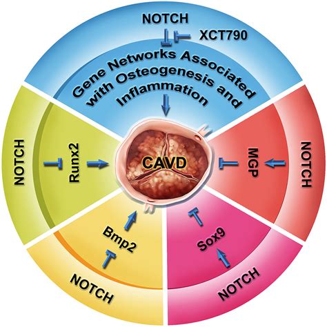 Notch Signaling In Aortic Valve Homeostasis And Cavd Runx2 Is A Key