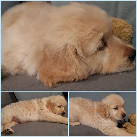 Sprzedam ślicznego pieska Golden Retriever Szczytna OLX pl