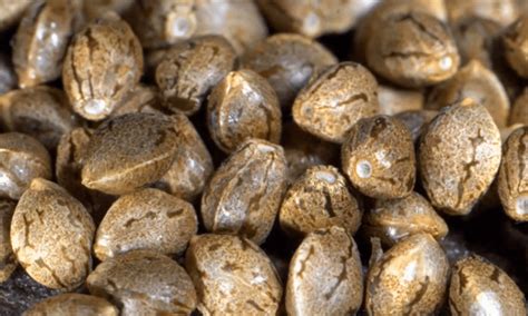 Feminized Vs Regular Cannabis Seeds The Difference Revealed