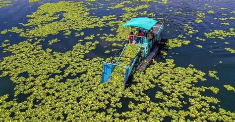 Realizan Jornada De Limpieza De Ninfa Acu Tica En Diversos Humedales