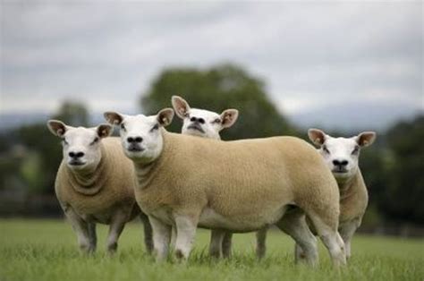 Texel Sheep Breed Information, History & Facts - RaisingSheep.net