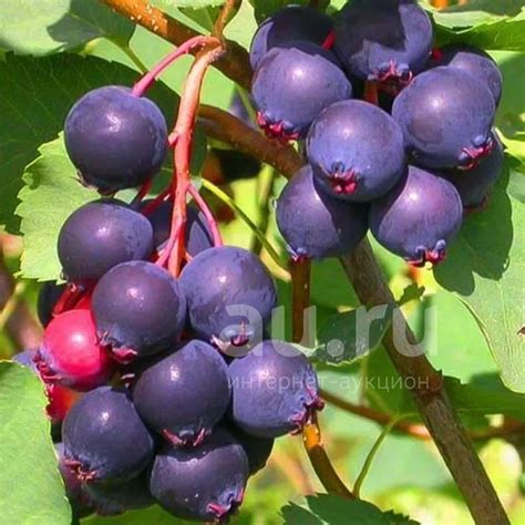 ирга — купить в Красноярске. Ягоды на интернет-аукционе Au.ru