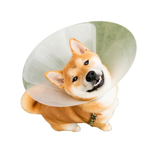 laparoscopic spay  brisbane red hill vet