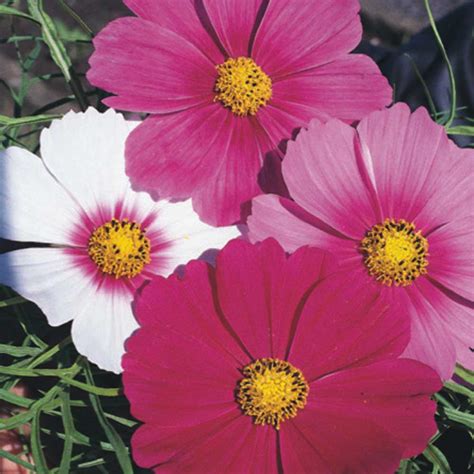 Cosmos De Jardim Cosmea Sensacao Sortida ISLA Sementes