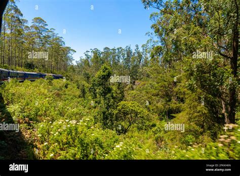 Nuwara Eliya tea fields of Sri Lanka Stock Photo - Alamy