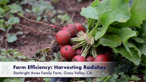 Farm Efficiency Harvesting Radishes Youtube