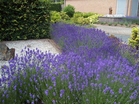 Klussen In Tuin Lavendel Lavandula