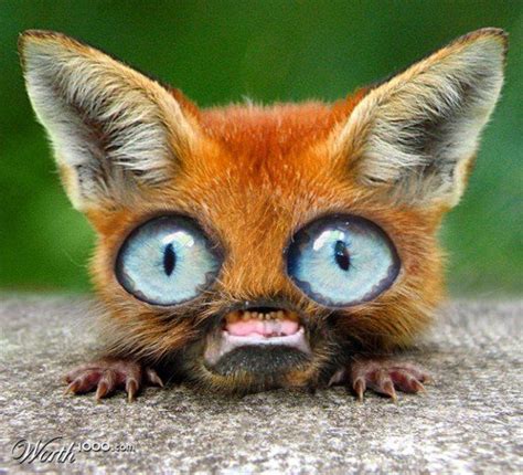 weird funny animal pictures
