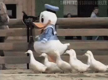 Duck GIF - Duck GIFs | Say more with Tenor