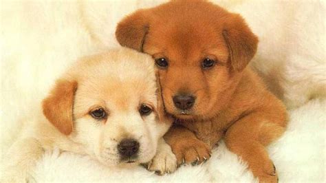puppy desktop wallpapers adorable images   screen