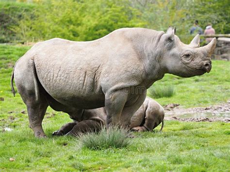 Black Rhino In Chester Zoo United Kingdom Stock Image Image Of